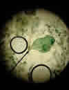 MicroWorld